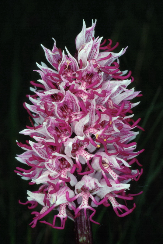 Orchidee in una villa vicino a Piediluco (Terni)